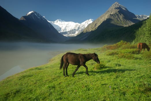 Horse among green grass in nature. Brown horse. Grazing horses in the village.
