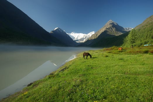 Horse among green grass in nature. Brown horse. Grazing horses in the village.