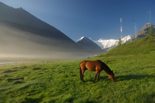 Horse among green grass in nature. Brown horse. Grazing horses in the village.