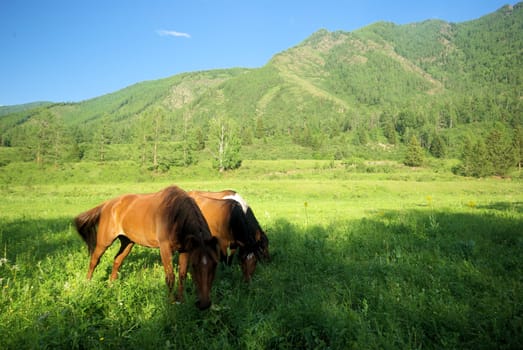 Horse among green grass in nature. Brown horse. Grazing horses in the village.