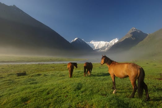 Horse among green grass in nature. Brown horse. Grazing horses in the village.