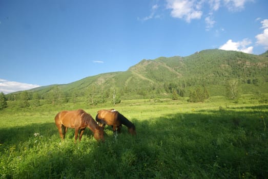 Horse among green grass in nature. Brown horse. Grazing horses in the village.