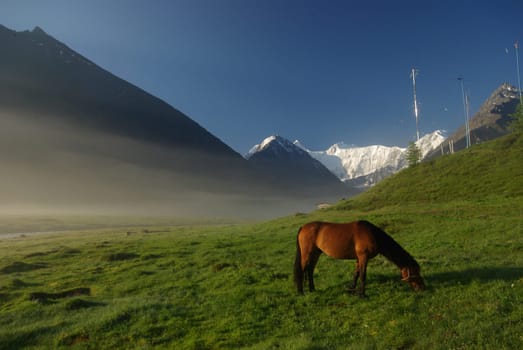 Horse among green grass in nature. Brown horse. Grazing horses in the village.