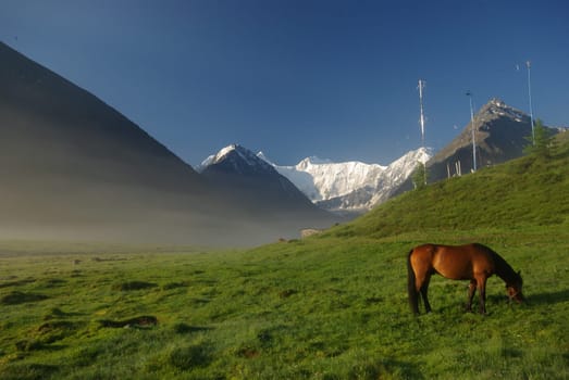 Horse among green grass in nature. Brown horse. Grazing horses in the village.