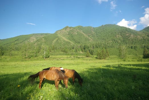 Horse among green grass in nature. Brown horse. Grazing horses in the village.