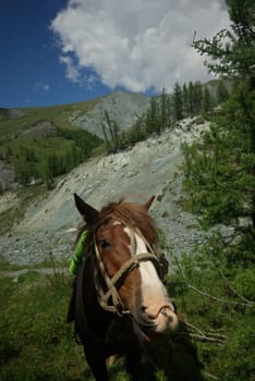 Horse among green grass in nature. Brown horse. Grazing horses in the village.