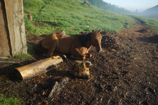 Horse among green grass in nature. Brown horse. Grazing horses in the village.