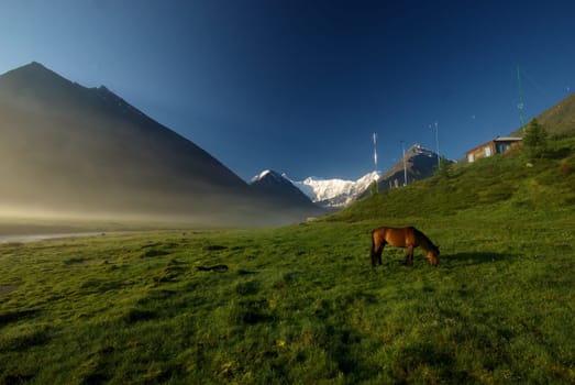 Horse among green grass in nature. Brown horse. Grazing horses in the village.