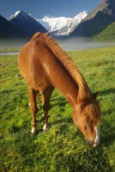 Horse among green grass in nature. Brown horse. Grazing horses in the village.