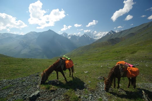 Horse among green grass in nature. Brown horse. Grazing horses in the village.
