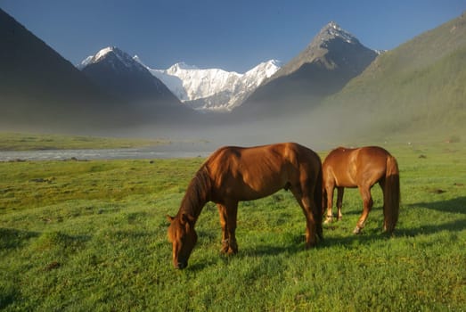 Horse among green grass in nature. Brown horse. Grazing horses in the village.