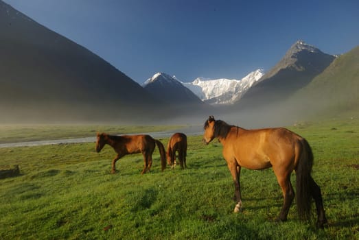 Horse among green grass in nature. Brown horse. Grazing horses in the village.