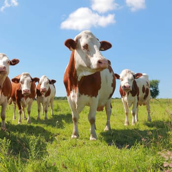 Montbeliarde cows in the meadow
