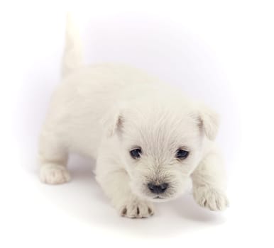 Little bichon puppy isolated over a white background
