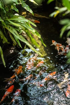 Koi fish in a pond on a sunny day