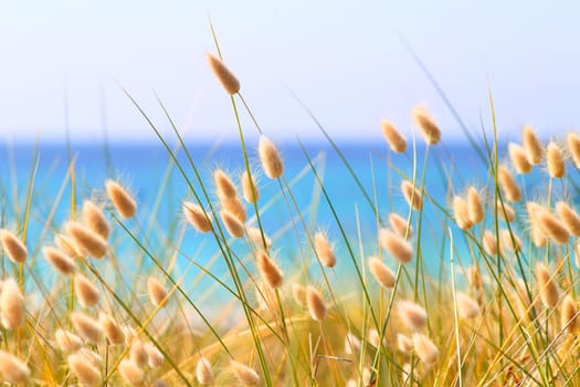 Bunny Tails Grass Lagurus Ovatus at the beach