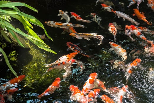 Koi fish in a pond on a sunny day