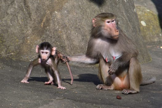 Baboons