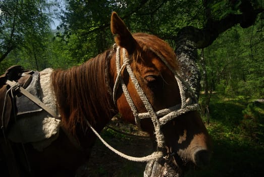 Horse among green grass in nature. Brown horse. Grazing horses in the village.