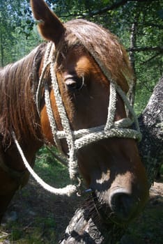 Horse among green grass in nature. Brown horse. Grazing horses in the village.