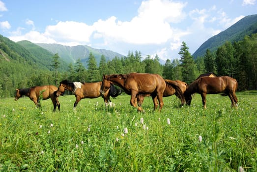 Horse among green grass in nature. Brown horse. Grazing horses in the village.