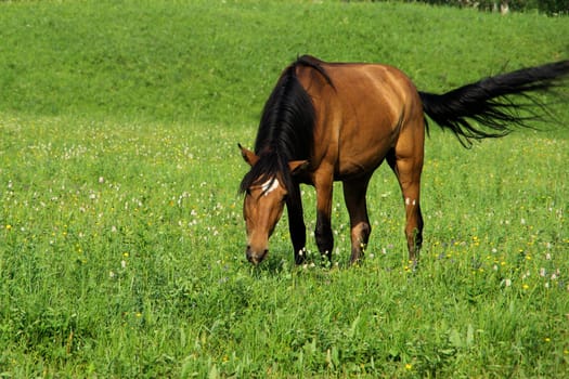Horse among green grass in nature. Brown horse. Grazing horses in the village.