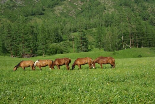 Horse among green grass in nature. Brown horse. Grazing horses in the village.
