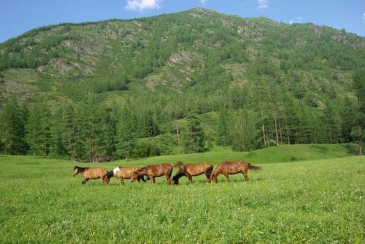 Horse among green grass in nature. Brown horse. Grazing horses in the village.