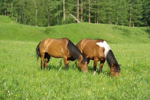 Horse among green grass in nature. Brown horse. Grazing horses in the village.