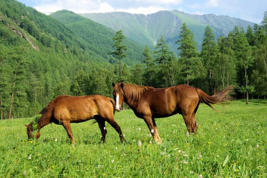 Horse among green grass in nature. Brown horse. Grazing horses in the village.