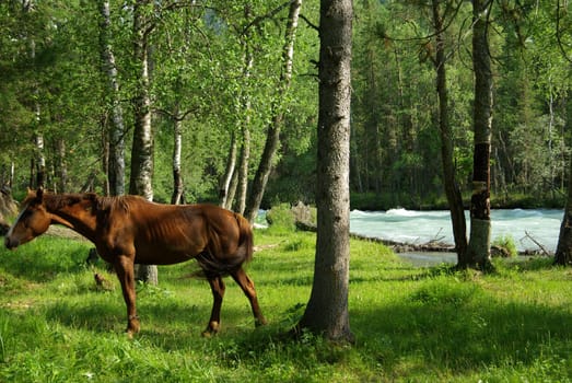 Horse among green grass in nature. Brown horse. Grazing horses in the village.
