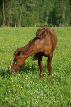 Horse among green grass in nature. Brown horse. Grazing horses in the village.