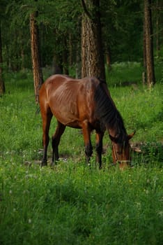 Horse among green grass in nature. Brown horse. Grazing horses in the village.
