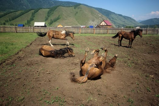 Horse among green grass in nature. Brown horse. Grazing horses in the village.