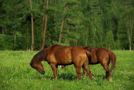 Horse among green grass in nature. Brown horse. Grazing horses in the village.