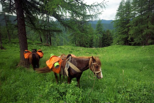 Horse among green grass in nature. Brown horse. Grazing horses in the village.