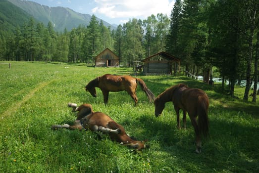 Horse among green grass in nature. Brown horse. Grazing horses in the village.