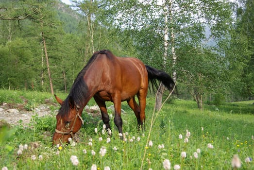 Horse among green grass in nature. Brown horse. Grazing horses in the village.