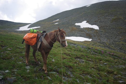 Horse among green grass in nature. Brown horse. Grazing horses in the village.