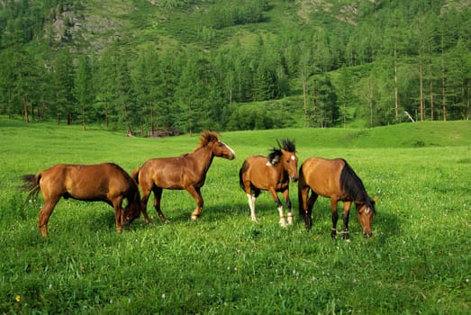 Horse among green grass in nature. Brown horse. Grazing horses in the village.