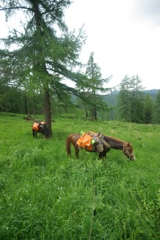 Horse among green grass in nature. Brown horse. Grazing horses in the village.