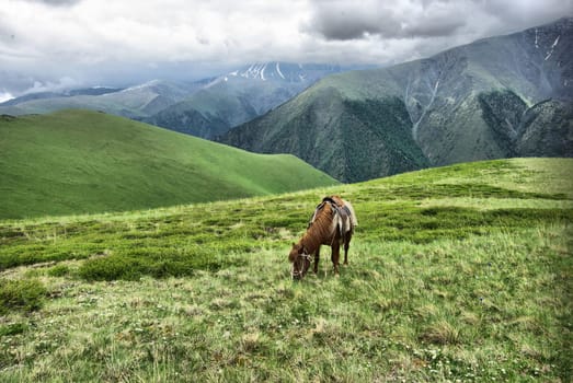 Horse among green grass in nature. Brown horse. Grazing horses in the village.