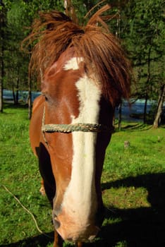 Horse among green grass in nature. Brown horse. Grazing horses in the village.