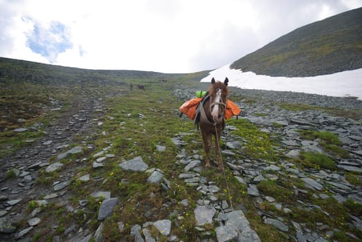 Horse among green grass in nature. Brown horse. Grazing horses in the village.