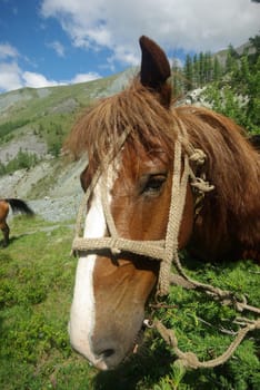 Horse among green grass in nature. Brown horse. Grazing horses in the village.