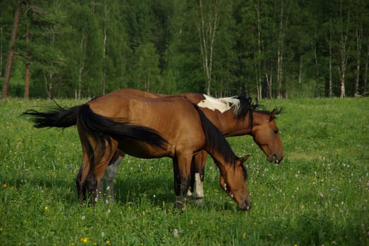 Horse among green grass in nature. Brown horse. Grazing horses in the village.