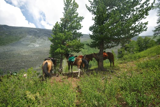 Horse among green grass in nature. Brown horse. Grazing horses in the village.