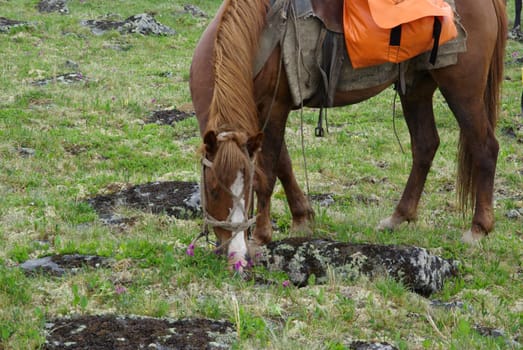 Horse among green grass in nature. Brown horse. Grazing horses in the village.
