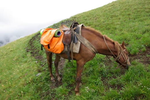 Horse among green grass in nature. Brown horse. Grazing horses in the village.