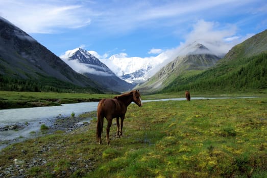 Horse among green grass in nature. Brown horse. Grazing horses in the village.